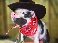 十二生肖猪图片  清新可爱宠物猪图片