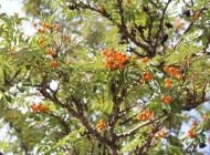 树上的野生浆果图片