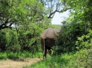 非洲大象森林动物