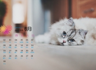 2015年6月日历精选猫躺在地板高清壁纸下载