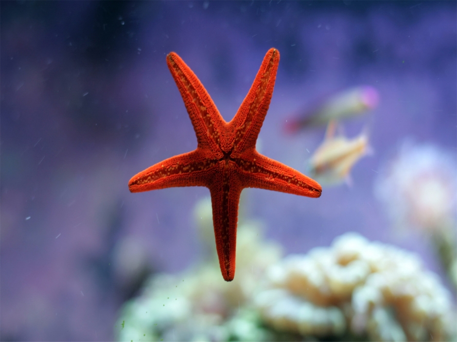 沙滩上的海星贝壳唯美创意摄影高清桌面壁纸第二辑
