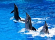 海豚表演风光