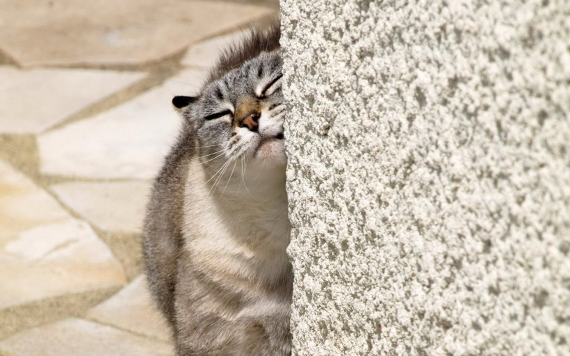 èͼƬ