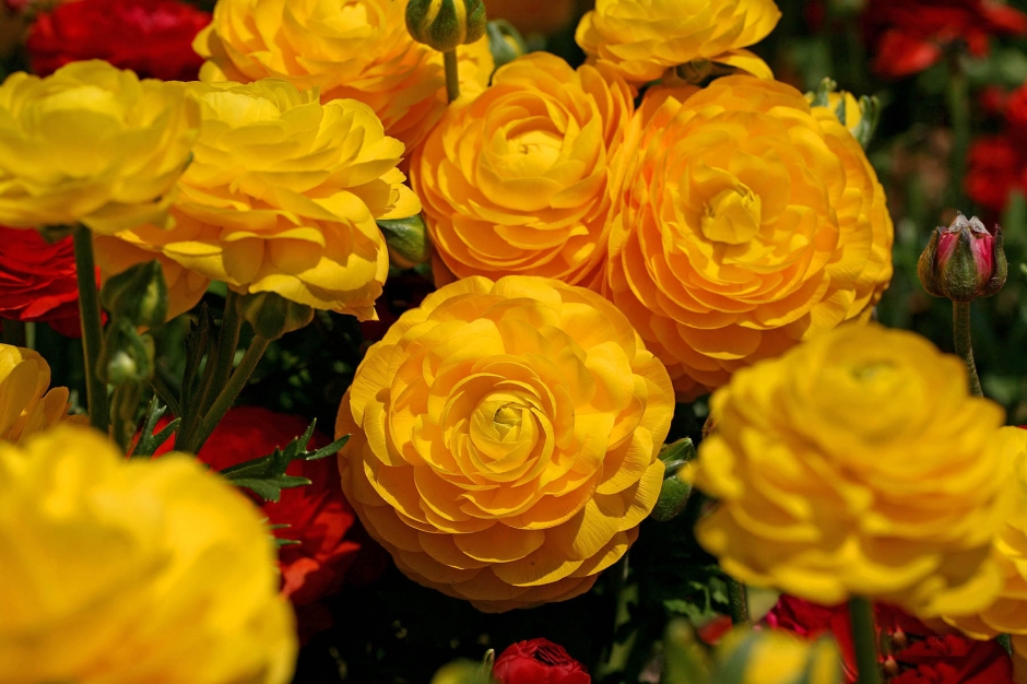 花毛茛
