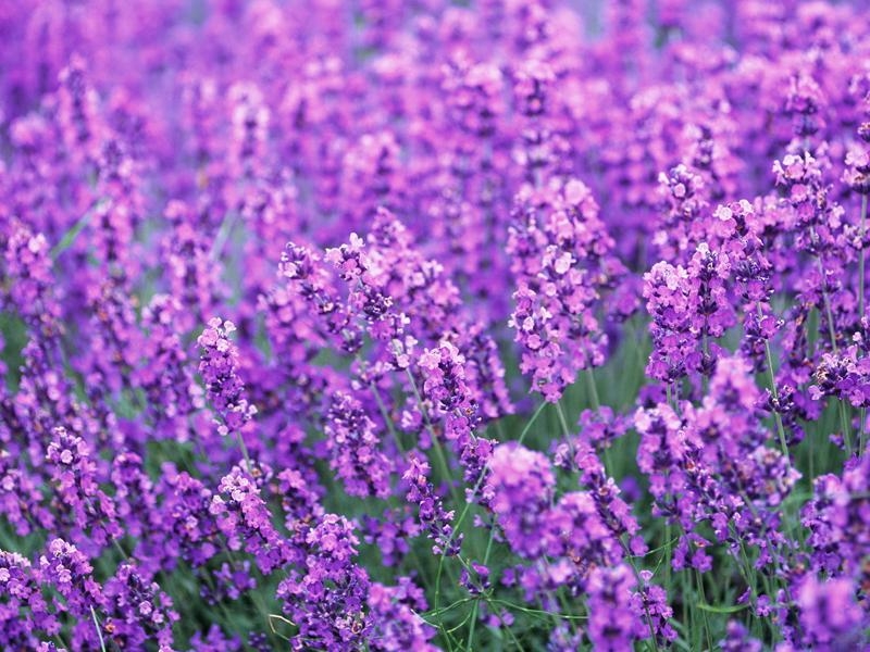 lavender޹²