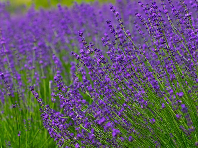 lavender޹²