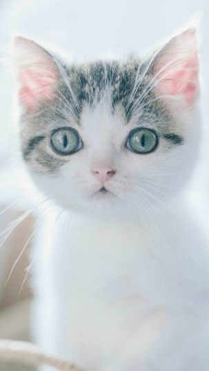 喵星人图片，可爱的猫咪