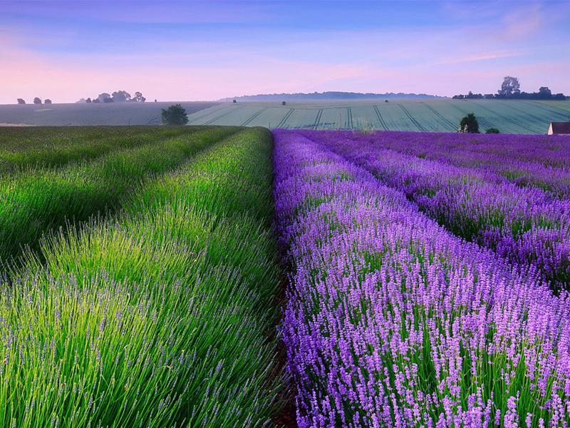 lavender޹²