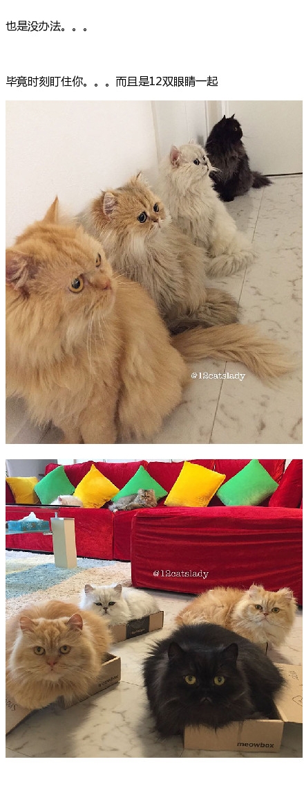 猫咪铲屎官的日常图片：家里同时养了12只猫