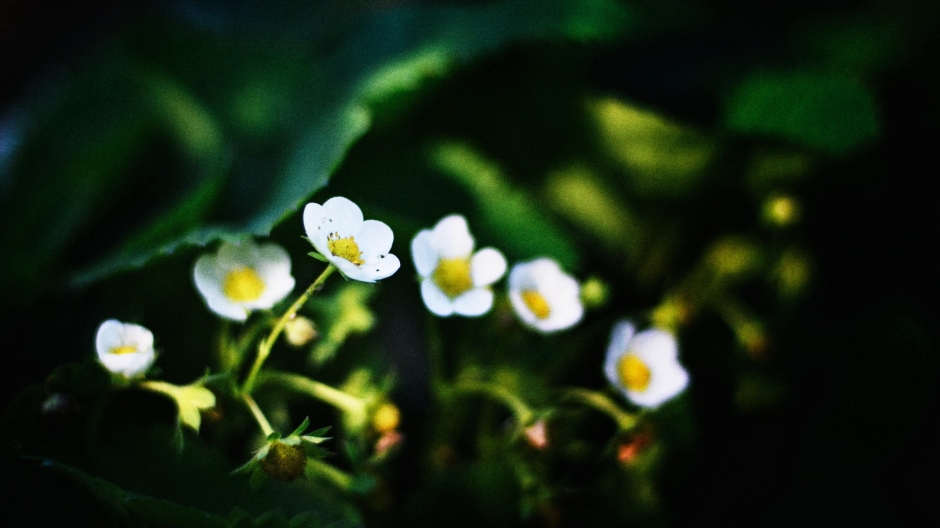 ɫֽ