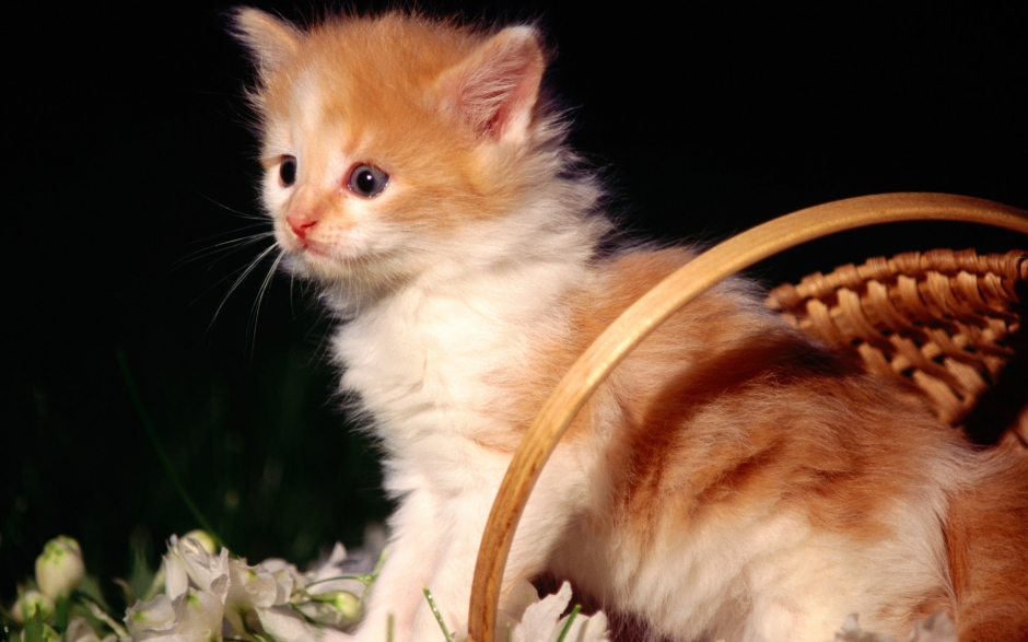 1920猫咪写真 第一辑