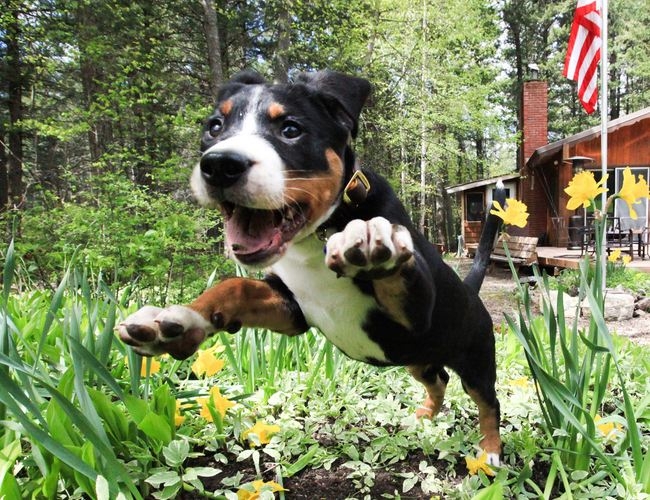 大瑞士山地犬图片  狗图片  动物图片
