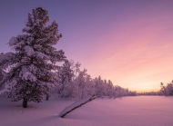 冬天日落夕阳时分的雪景好看美丽的大自然风景高清壁纸