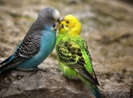 两只鹦鹉接吻亲热的可爱动物野生小鸟高清桌面壁纸