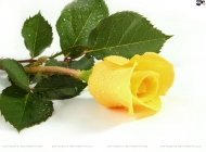 娇艳欲滴的黄色玫瑰花唯美小清新高清电脑桌面壁纸图片