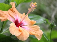野外大自然植物木槿花阳光下娇艳欲滴的鲜花图片