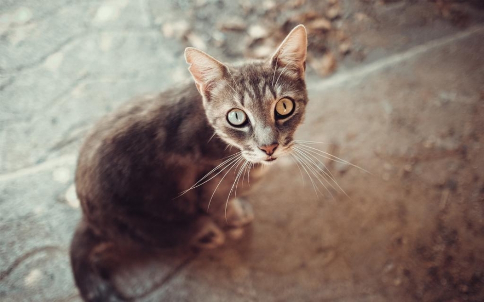 猫咪玻璃球一样的眼睛高清特写可爱小动物摄影图片