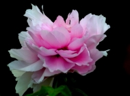盛开的粉红色娇艳牡丹花黑色背景鲜花图片素材