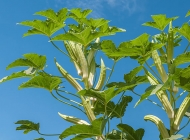 秋葵的生长环境营养健康的绿色蔬菜高清植物图片素材