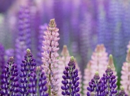 美丽浪漫的紫色薰衣草野外一望无际的花海高清植物摄影