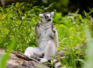 尾巴黑白相间的狐猴野生动物园高清摄影图片素材