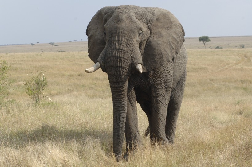 肯尼亚野生成年大象高清大型动物摄影图片合集