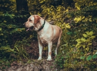 可爱的大型犬狗狗品种拉布拉多动物萌宠摄影图片大全