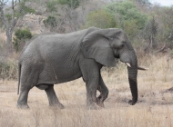 非洲成年大象大自然野生动物高清摄影图片素材