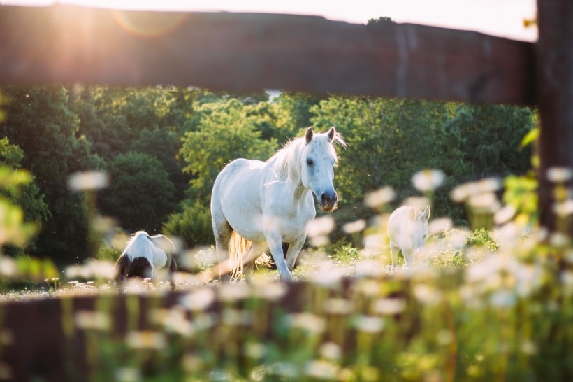 一匹俊美帅气的白马在草地上野生动物摄影特写图片