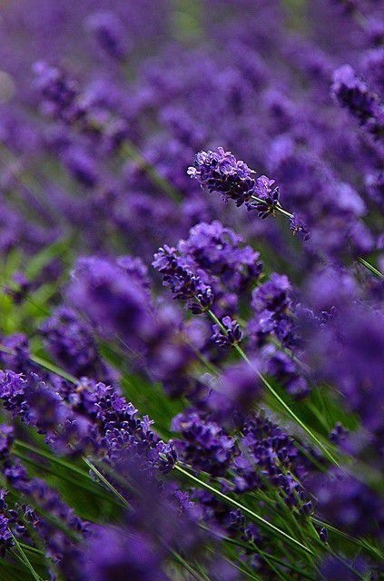 紫色的薰衣草鲜花梦幻唯美花朵植物摄影高清特写图片