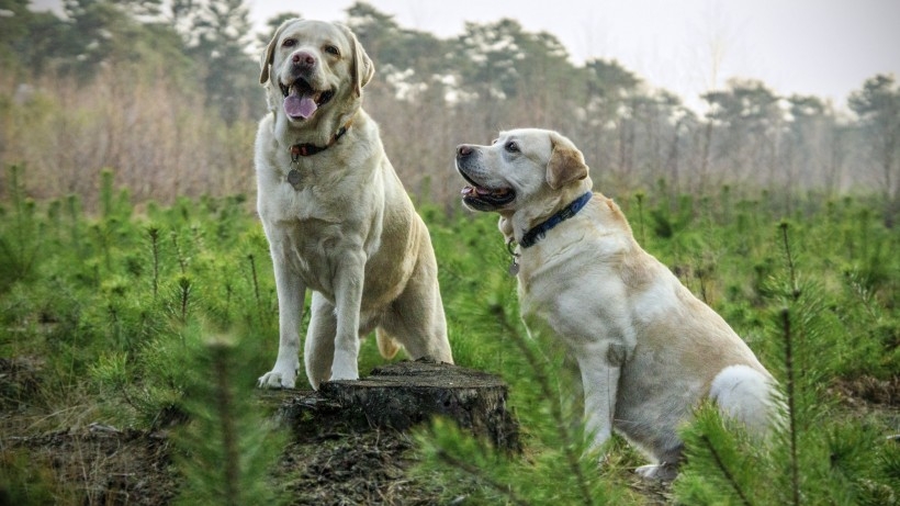 大型狗狗拉布拉多猎犬高清动物摄影图片
