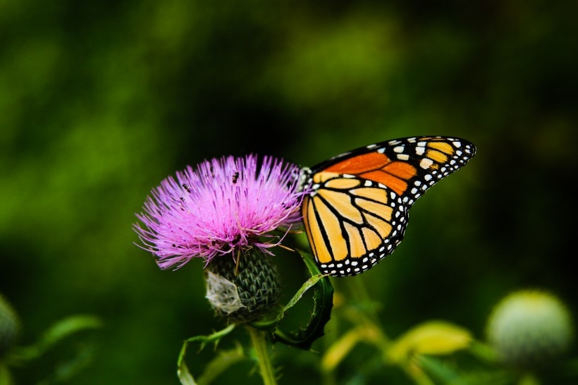 花朵上采花蜜的蝴蝶高清动物摄影特写镜头绿色护眼壁纸图片