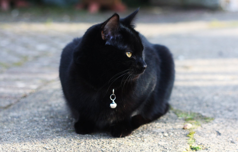 黑色的折耳猫咪动物萌宠高清壁纸图片
