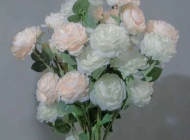 情人节生日礼物好看的白色玫瑰花图片