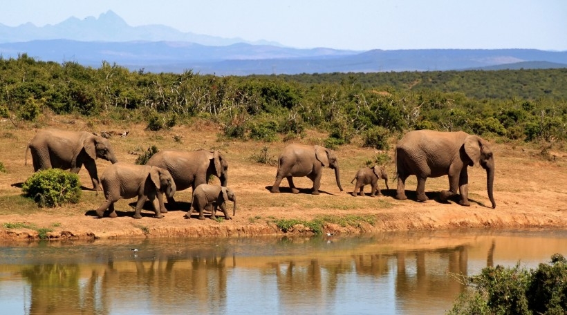 成群结队的大象野生大型动物摄影高清图片