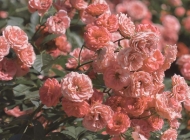 唯美小清新粉色玫瑰花高清锁屏壁纸图片