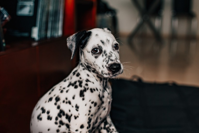 斑点狗可爱的萌宠动物摄影高清壁纸图片