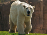 动物园里可爱的动物北极熊高清壁纸图片