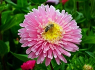 蜜蜂在翠菊的采蜜鲜花摄影壁纸图片大全