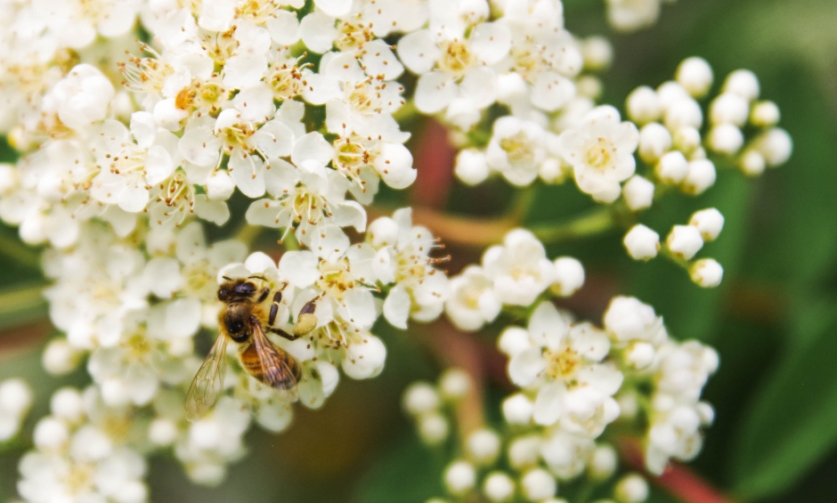 蜜蜂和花小清新唯美植物风景壁纸图片