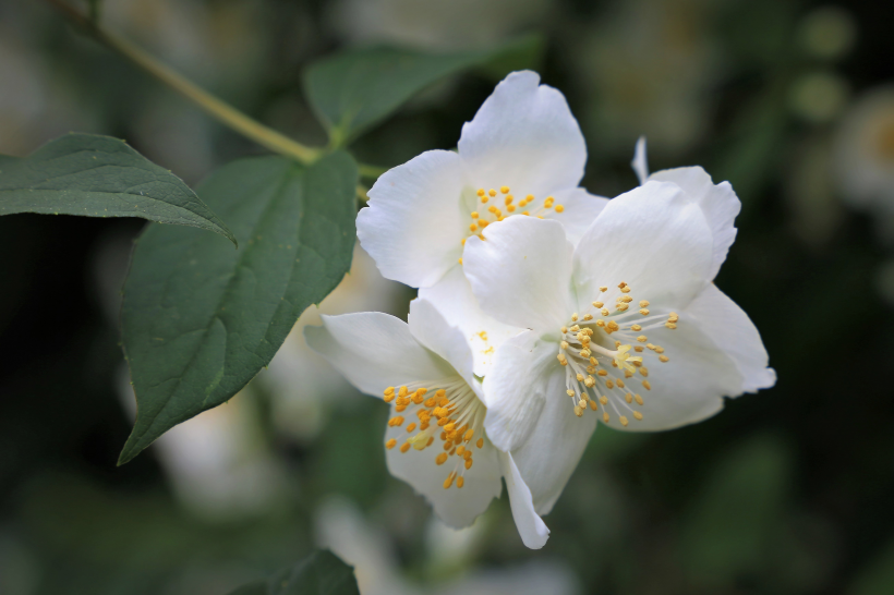 白色花朵茉莉花阳光下好看的植物图片