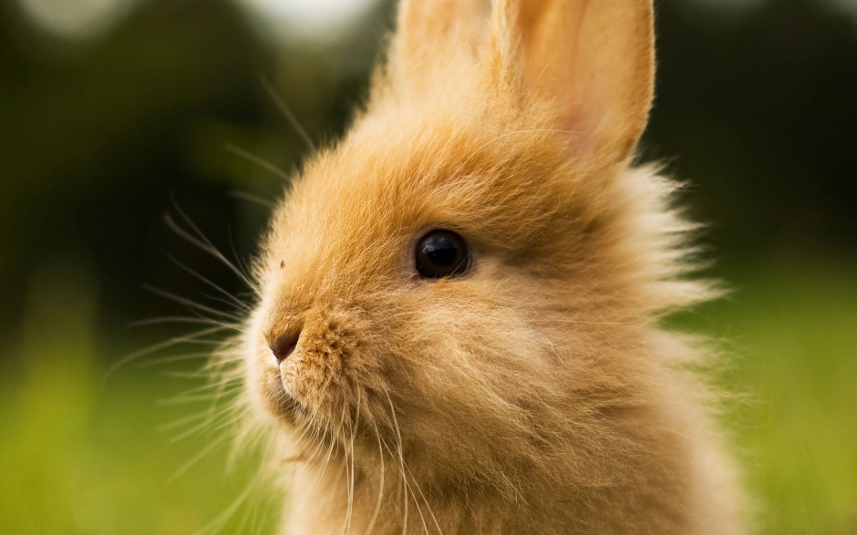 草地上可爱的小白兔动物治愈系壁纸图片