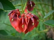 红色的花朵刺桐高清植物摄影横屏图片