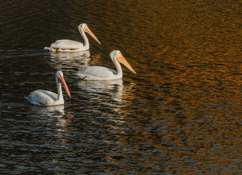 ˮϲҰɸ嶯ӰͼƬ