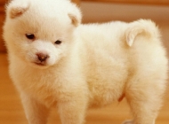 白色小狗狗超可爱的动物治愈系壁纸图片