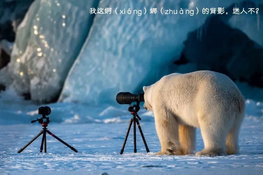 搞笑卖萌的北极熊高清图片让你笑出声