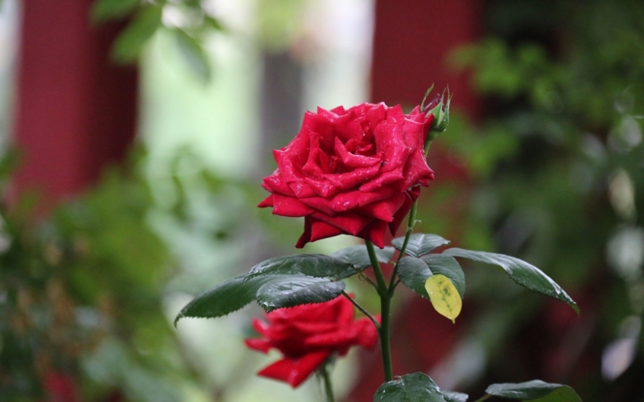 雨中的红色玫瑰花娇艳美丽壁纸图片