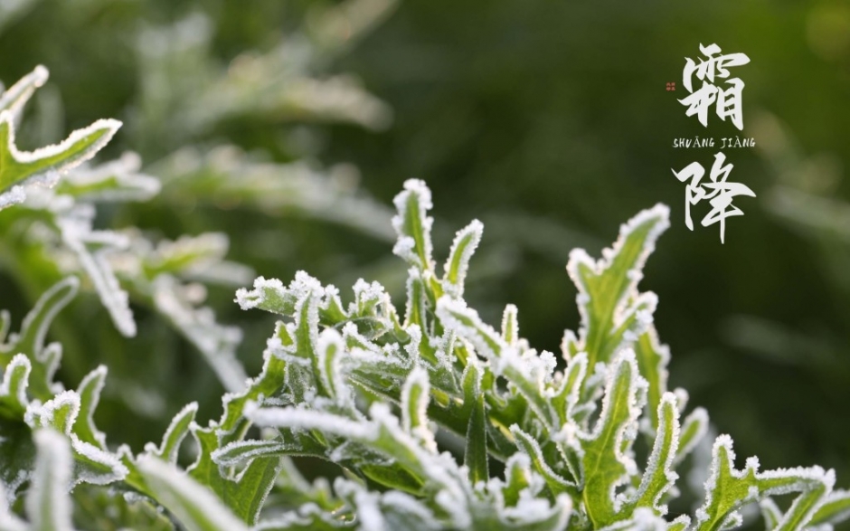 霜降24节气冬季植物摄影图片壁纸