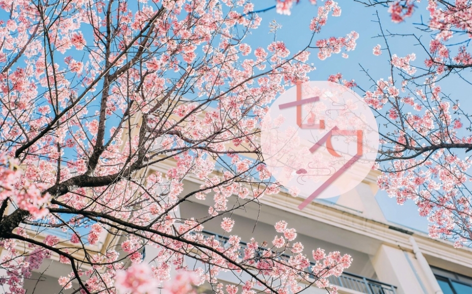 粉色樱花美景七夕情人节高清桌面壁纸