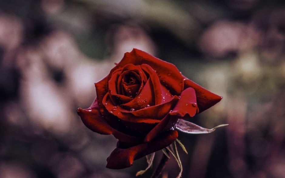 红色玫瑰花暗黑哥特风高清壁纸大图